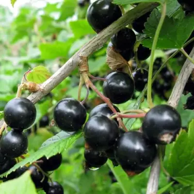 Смородина чёрная ЧЁРНЫЙ АИСТ в Гомеле