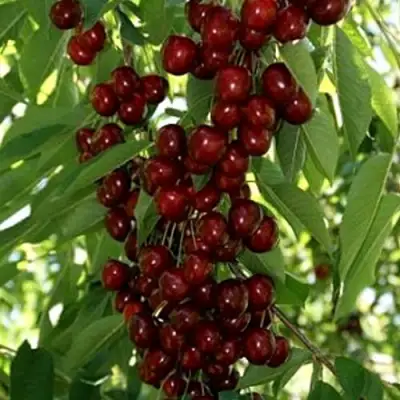 Черешня ХЕЛЕНА колоновидная в Гомеле