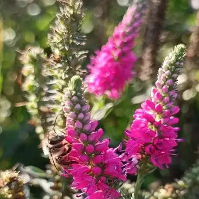 Вероника РОЗЕА колосковая в Гомеле