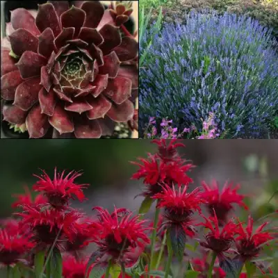 Комплект ФИОЛЕТОВОЕ ВДОХНОВЕНИЕ в Гомеле