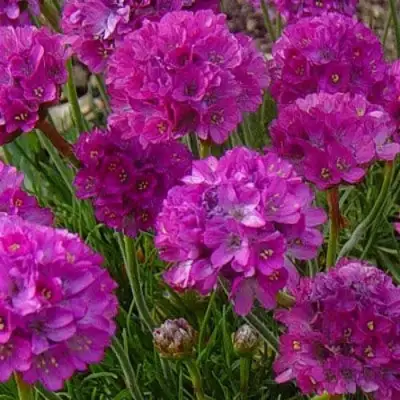 Армерия МОНИНГ СТАР ДИП РОУЗ в Гомеле