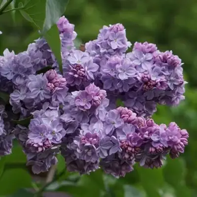 Сирень КАТЕРИНА ХАВЕМЕЙЕР в Гомеле