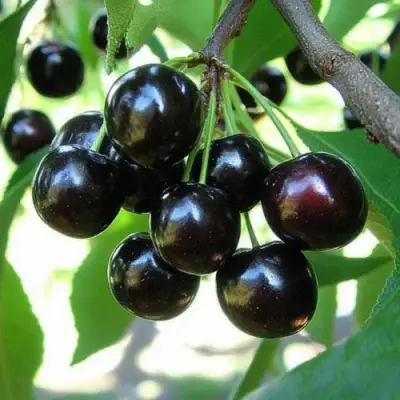 Вишня РОССОШАНСКАЯ ЧЕРНАЯ в Гомеле