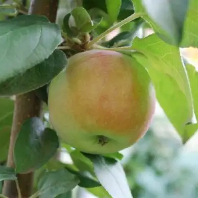 Яблоня ПОДСНЕЖНИК стелющаяся в Гомеле