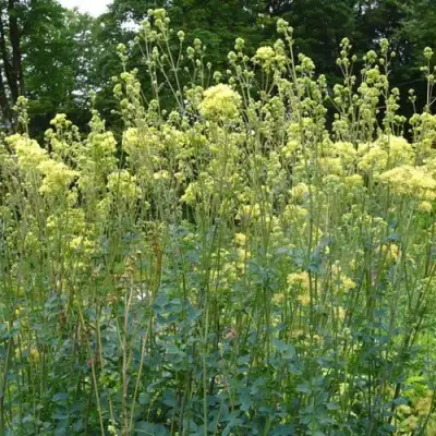 Василистник ГЛАУКУМ желтый в Гомеле