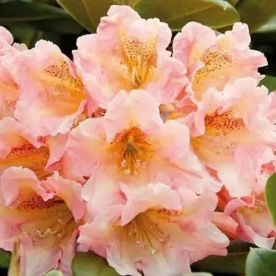 Рододендрон ФЛАУТАНДО в Гомеле