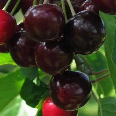 Черешня ВАЛЕРИЙ ЧКАЛОВ в Гомеле