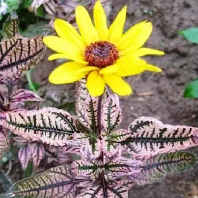 Гелиопсис САММЕР ПИНК в Гомеле