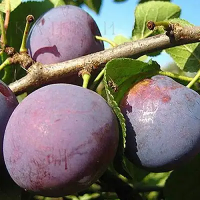 Слива СТАРТОВАЯ в Гомеле