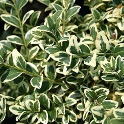 Бирючина ВАРИЕГАТУМ овальнолистная в Гомеле