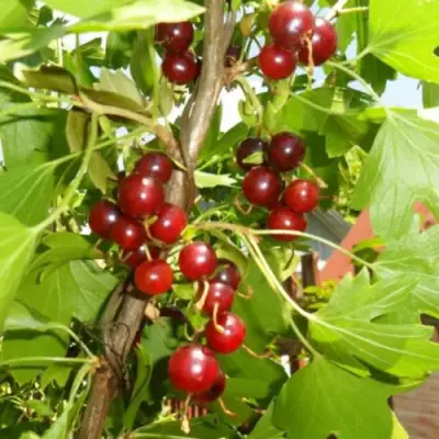 Смородина золотистая ВИШНЕВАЯ в Гомеле