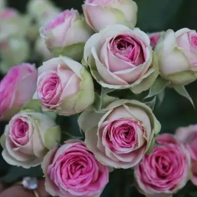 Роза МИМИ ЭДЕН спрей в Гомеле