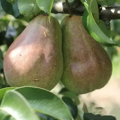 Груша БРЯНСКАЯ КРАСАВИЦА в Гомеле