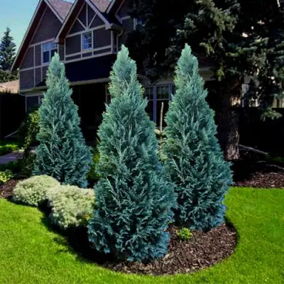 Кипарисовик ВАН ПЕЛЬТС БЛЮ лавсона в Гомеле