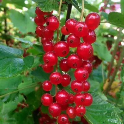 Смородина красная КОНСТАНТИНОВСКАЯ в Гомеле