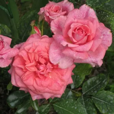 Роза ПЬЕР КАРДЕН чайно-гибридная в Гомеле