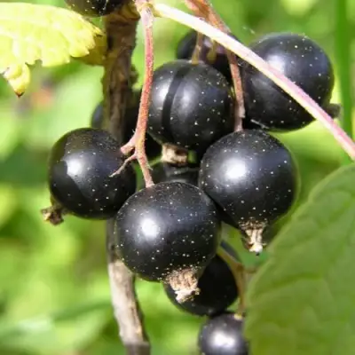 Смородина чёрная ПАМЯТЬ ВАВИЛОВА в Гомеле