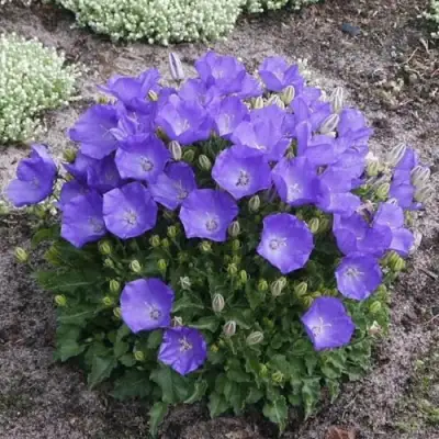 Колокольчик САНТА карпатский в Гомеле