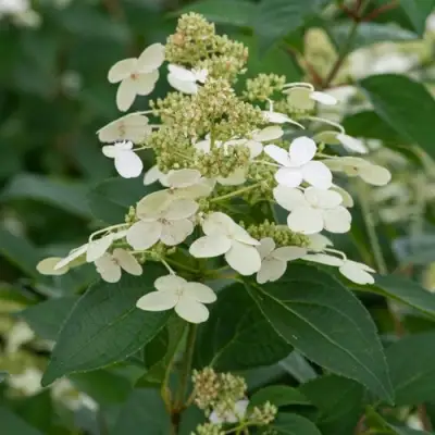 Гортензия ПРИМ ВАЙТ метельчатая в Гомеле