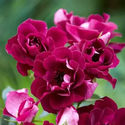 Роза БУРГУНДИ АЙС флорибунда в Гомеле