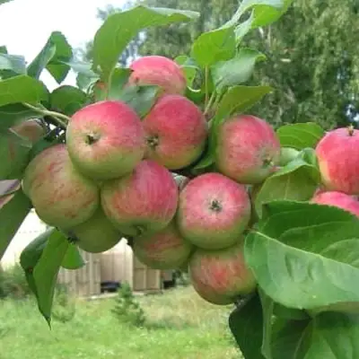 Яблоня ГРУШОВКА МОСКОВСКАЯ в Гомеле