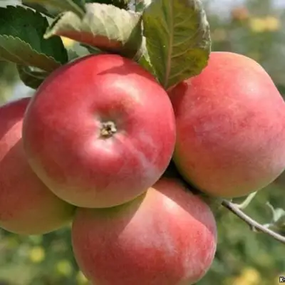 Яблоня ВЭМ-РОЗОВЫЙ в Гомеле