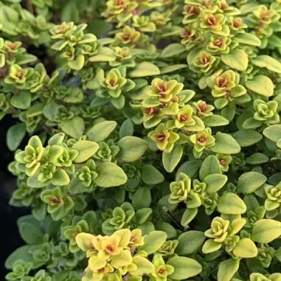 Тимьян АРЧЕРЗ ГОЛД в Гомеле