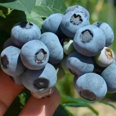 Голубика СИЕРРА в Гомеле