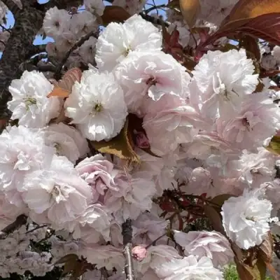 Сакура ШИРОФУГЕН в Гомеле