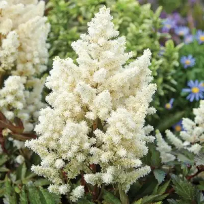 Астильба ХЭППИ ДЕЙ Арендса в Гомеле