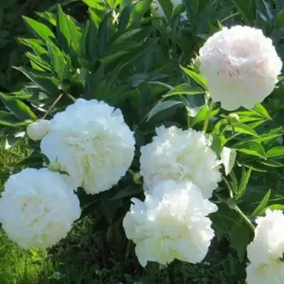 Пион МУН ОВЕР БАРРИНГТОН травянистый в Гомеле