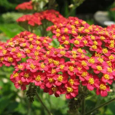 Тысячелистник ПАПРИКА обыкновенный в Гомеле