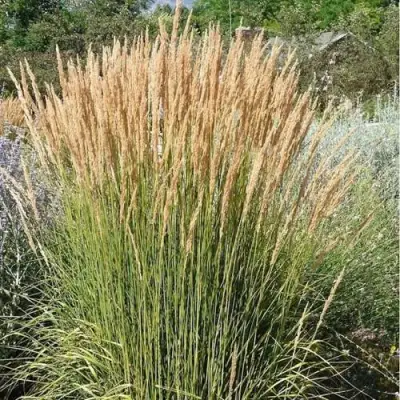 Вейник АВАЛАНШ остроцветковый в Гомеле