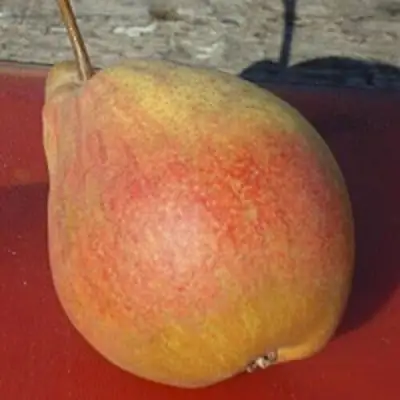 Груша ТАТЬЯНА в Гомеле