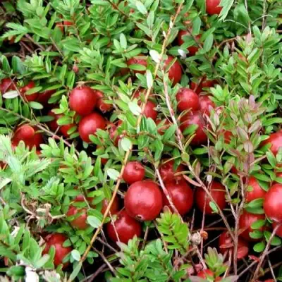 Клюква СТИВЕНС в Гомеле