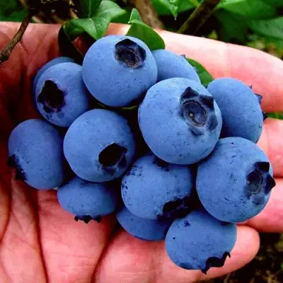 Голубика РЕКА в Гомеле