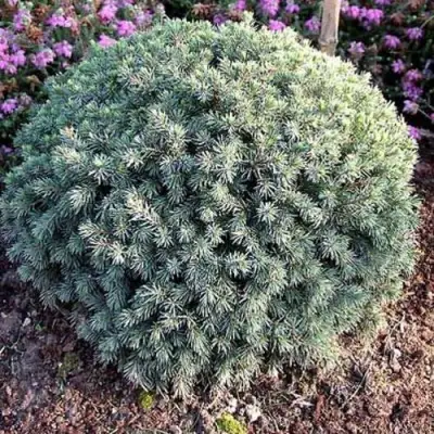 Ель ЭХИНИФОРМИС сизая в Гомеле