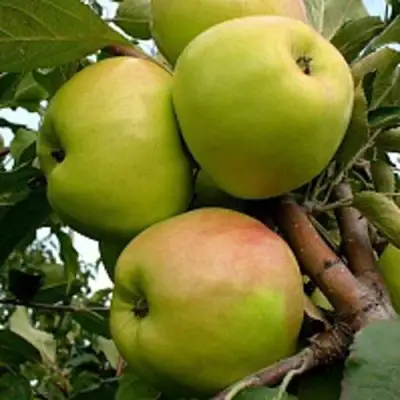 Яблоня БРАТ ЧУДНОГО стелющаяся в Гомеле