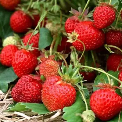 Клубника САН АНДРЕАС ремонтантная в Гомеле