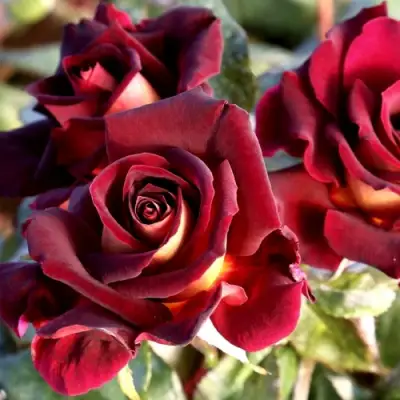 Роза ЭДДИ МИТЧЕЛЛ чайно-гибридная в Гомеле