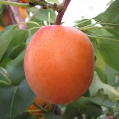 Абрикос ГОЛД РИЧ в Гомеле