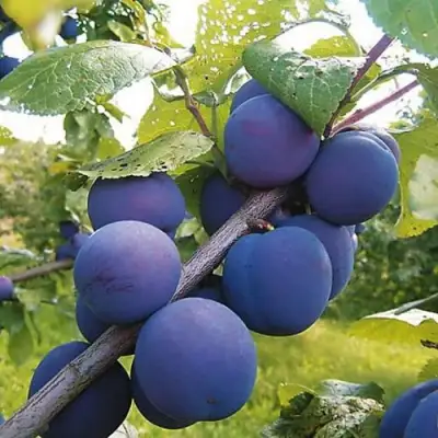 Слива КРОМАНЬ в Гомеле