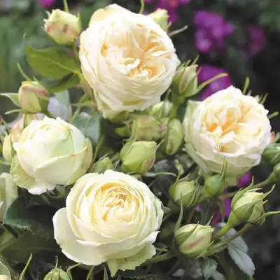 Роза ВЕНДИНГ ПИАНО чайно-гибридная в Гомеле