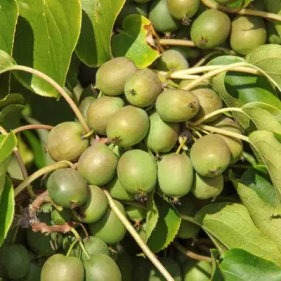 Актинидия ДЖИРАЛЬДИ в Гомеле