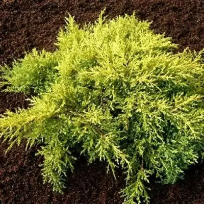 Можжевельник МОРДИГАН ГОЛД средний в Гомеле
