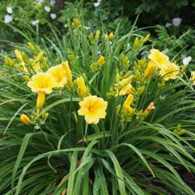 Лилейник СТЕЛЛА ДЕ ОРО гибридный в Гомеле