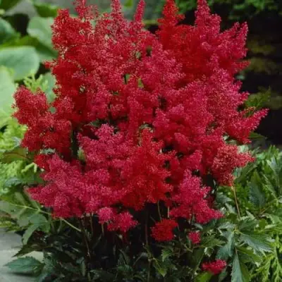 Астильба ГРАНАТ Арендса в Гомеле