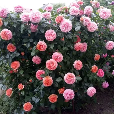 Роза ЧИППЕНДЕЙЛ чайно-гибридная в Гомеле