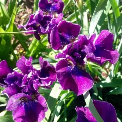 Ирис БАНДЛ ОВ ДЖОЙ сибирский в Гомеле
