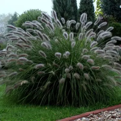 Пеннисетум ЛЕДИ Ю в Гомеле